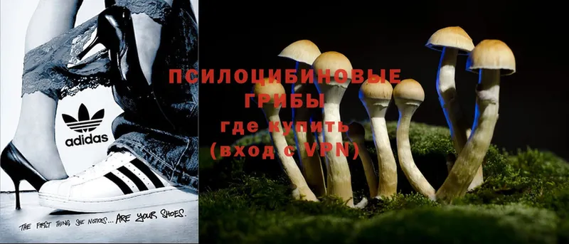 Псилоцибиновые грибы Cubensis  цена   Ермолино 